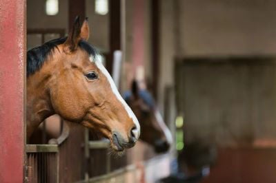 Bay horse in the stable